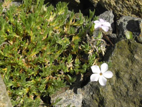 Phlox pulvinata